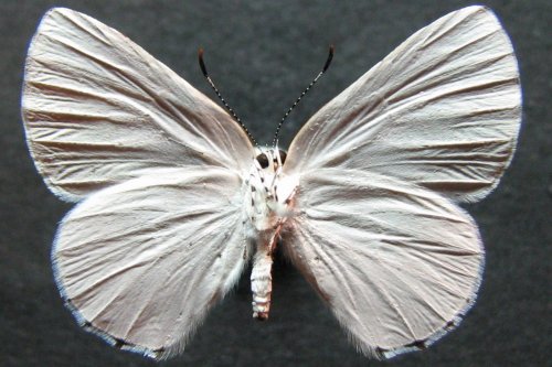 Philiris fulgens
