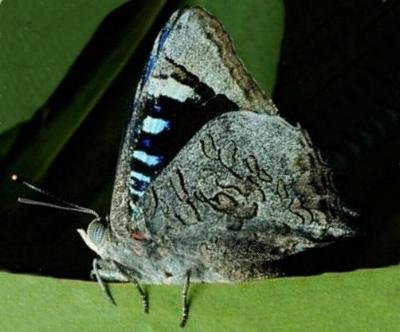 Ogyris genoveva
