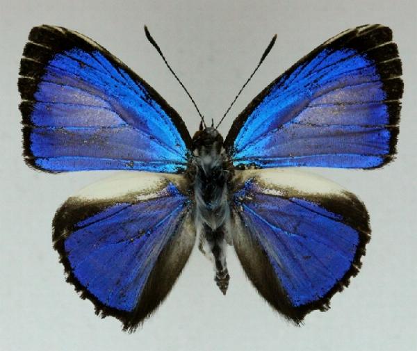 Hypochrysops hippuris