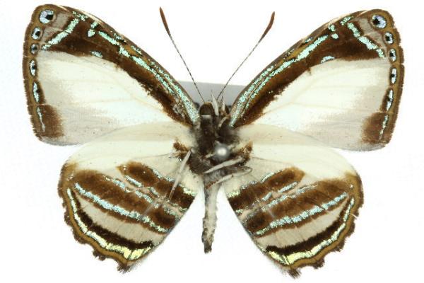 Hypochrysops hippuris