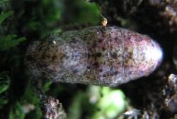 Hypochrysops hippuris