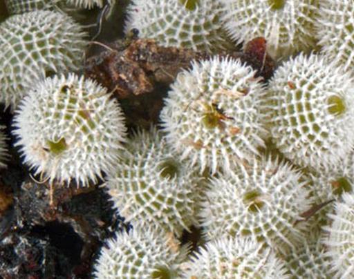 Jalmenus ictinus