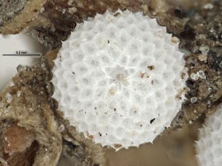 Hypochrysops ignitus