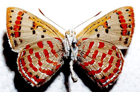 Hypochrysops ignitus