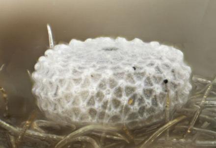 Zizeeria karsandra