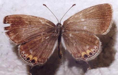 Cupido lacturnus