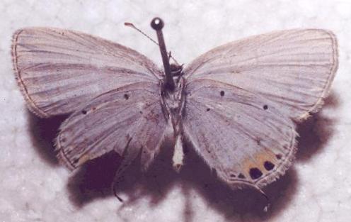 Cupido lacturnus