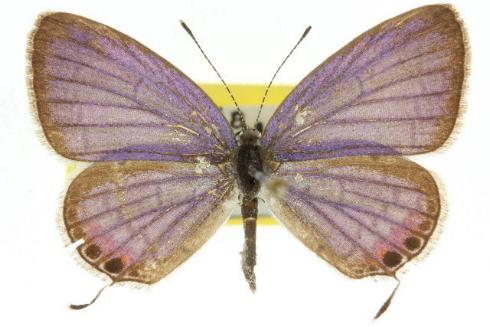 Cupido lacturnus