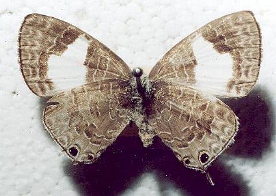 Erysichton lineatus