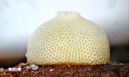 Eirmocides margarita