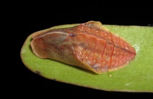 Eirmocides margarita