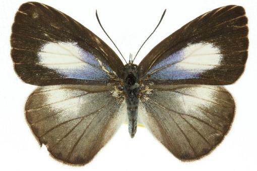 Eirmocides margarita