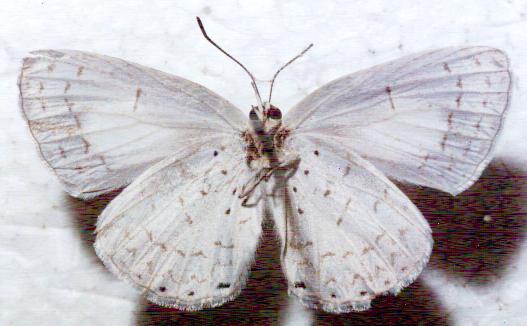 Eirmocides margarita
