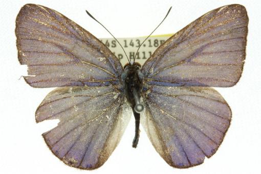 Eirmocides margarita