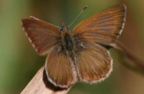 Neolucia mathewi