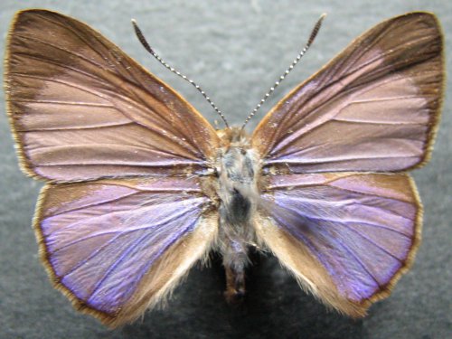 Hypochrysops miskini