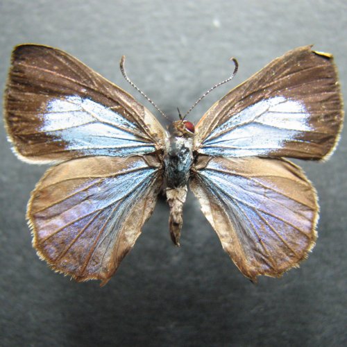 Hypochrysops miskini