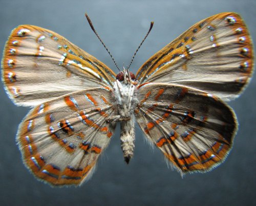 Hypochrysops miskini
