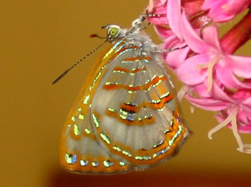 Hypochrysops miskini