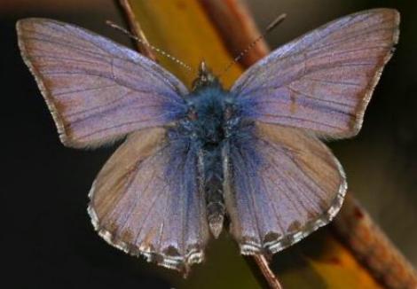 Theclinesthes miskini