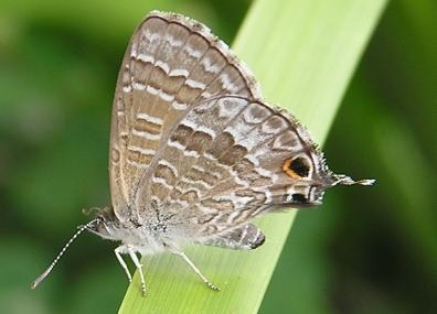 Theclinesthes miskini