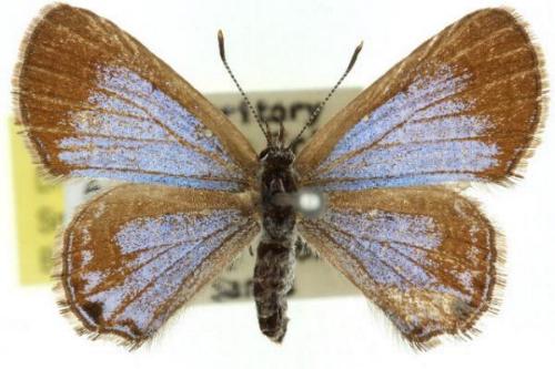 Acrodipsas myrmecophila