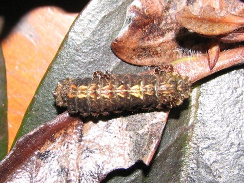 Hypochrysops narcissus