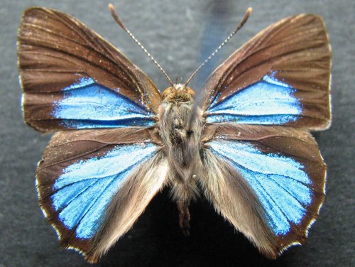Hypochrysops narcissus