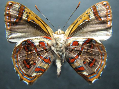 Hypochrysops narcissus