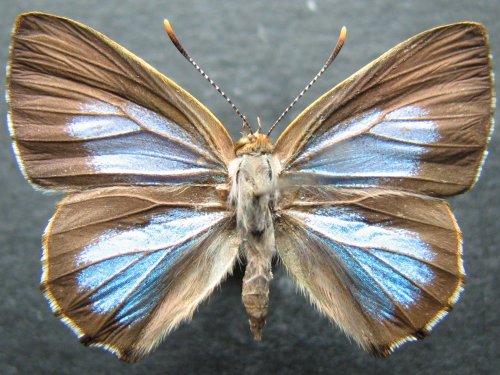 Hypochrysops narcissus