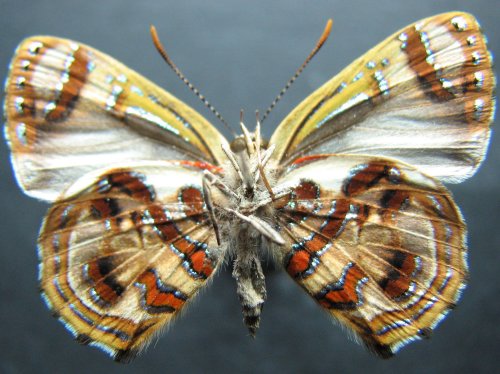 Hypochrysops narcissus
