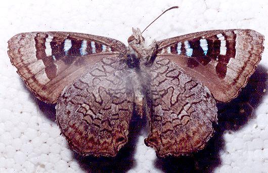 Ogyris oroetes
