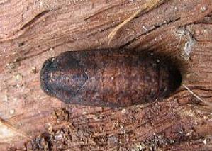 Ogyris oroetes
