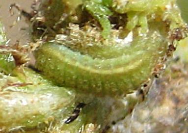 Catochrysops panormus