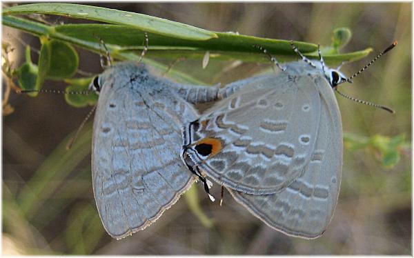 Catochrysops panormus