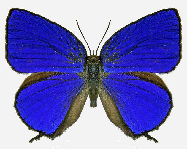 Arhopala philander