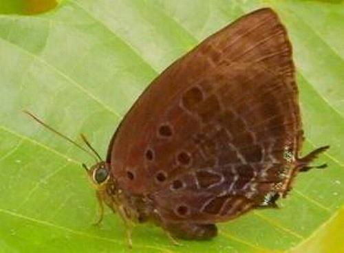 Arhopala philander