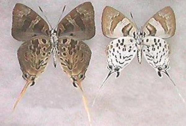Bindahara phocides