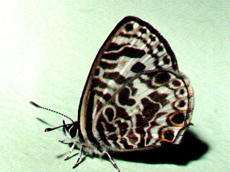 Leptotes plinius