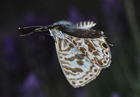 Leptotes plinius