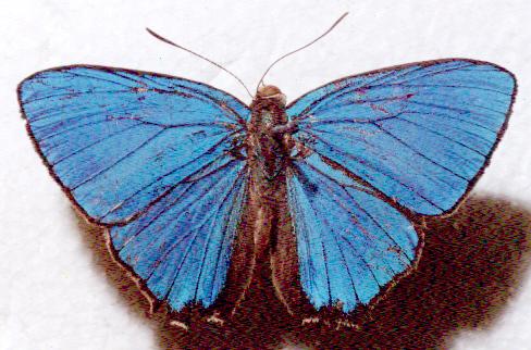 Hypochrysops polycletus