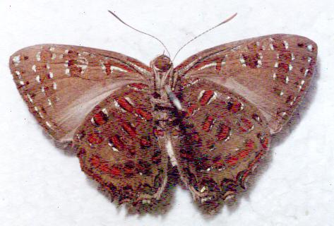 Hypochrysops polycletus