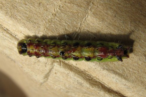 Jalmenus pseudictinus