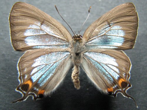 Jalmenus pseudictinus