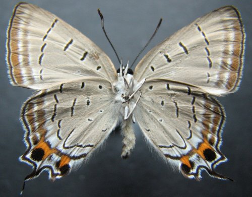 Jalmenus pseudictinus
