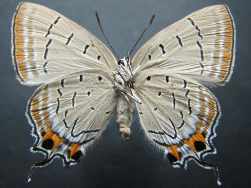 Jalmenus pseudictinus