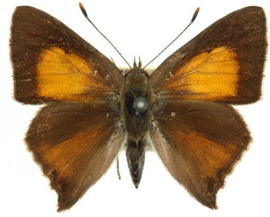 Paralucia pyrodiscus