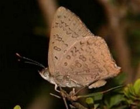 Paralucia pyrodiscus