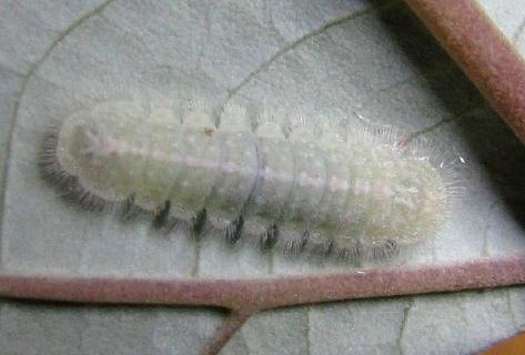 Hypochrysops pythias