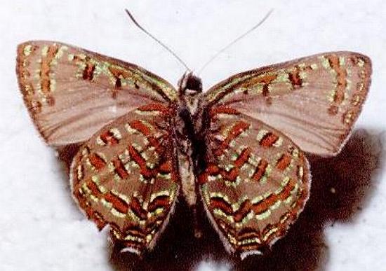 Hypochrysops pythias